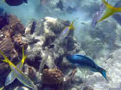 Reef fish