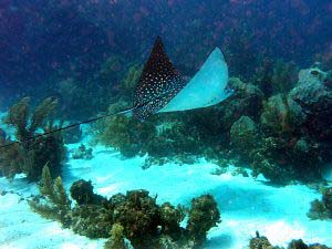 Spotted Eagle Ray