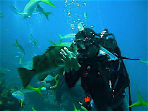 Diving with big grouper