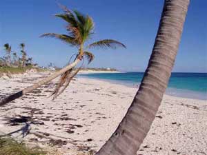 Palm trees on beach